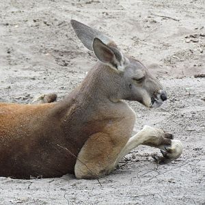 Sleeping Red Kangaroo