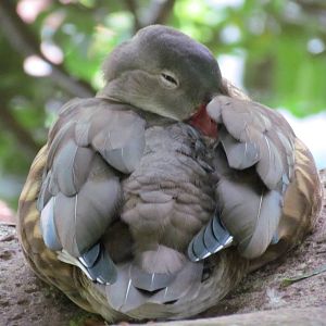 Immature or Eclipse male Mandarin