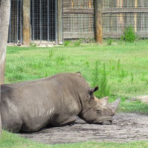 Southern White Rhinoceros