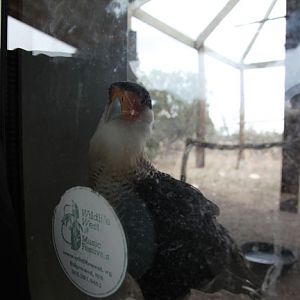 curious caracara
