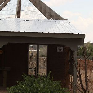 red tail hawk exhibit