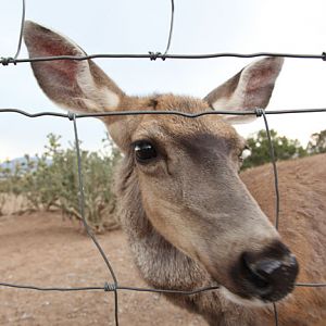 friendly mule deer