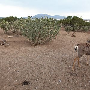 mule deer exhibit