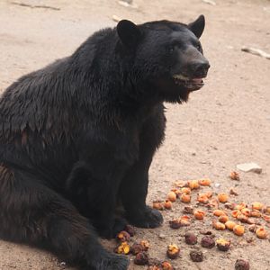 well fed black bear