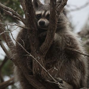 racoon