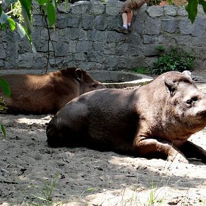 Tapirus terrestris