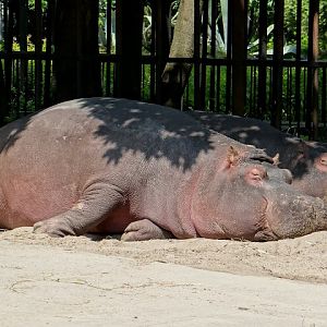 Hippopotamus amphibius