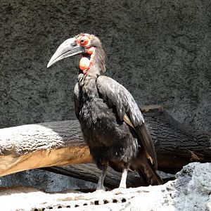 Bucorvus leadbeateri