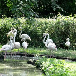 Phoenicopterus roseus