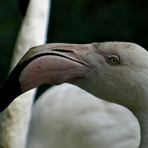 Phoenicopterus roseus