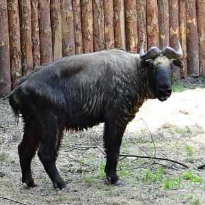 Budorcas taxicolor taxicolor