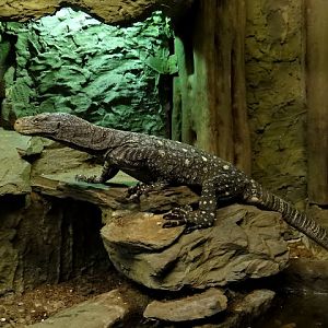 Varanus salvadorii