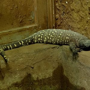 Heloderma horridum