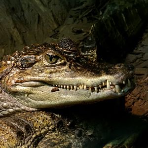 Caiman crocodilus
