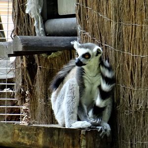 Lemur catta