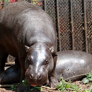 Hexaprotodon liberiensis
