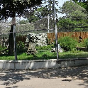 Paddock of Panthera tigris sumatrae