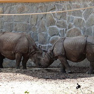 Rhinoceros unicornis