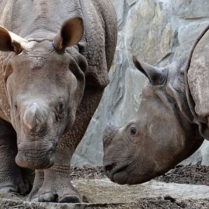 Rhinoceros unicornis