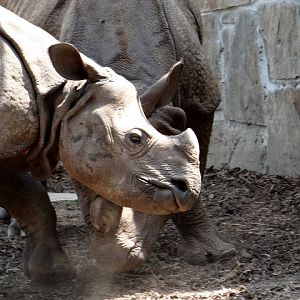 Rhinoceros unicornis