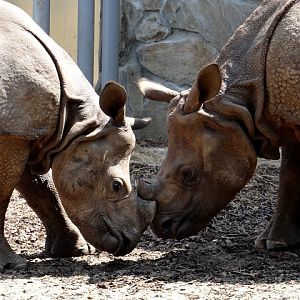 Rhinoceros unicornis