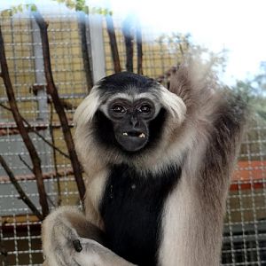 Hylobates pileatus