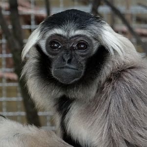 Hylobates pileatus
