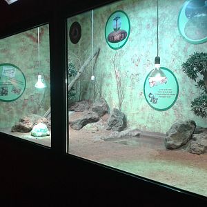 Enclosure Ploughshare tortoise