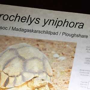 Sign of Ploughshare tortoise