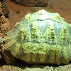 Ploughshare tortoise