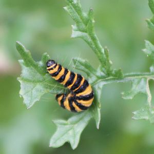 caterpillar of cinnabar moth ?