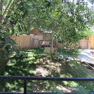 Little Asia - Muntjac, Crane, Goose, and Mandarin Duck