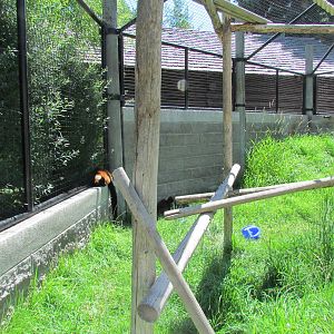 Primate Discovery Center - Outdoor Lemur Exhibit