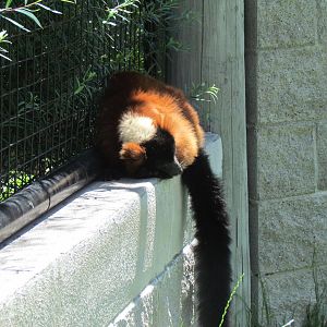 Primate Discovery Center - Red Ruffed Lemur