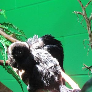 Primate Discovery Center - Goeldi's Monkey