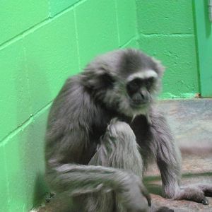 Primate Discovery Center - Muller's Bornean Gibbon