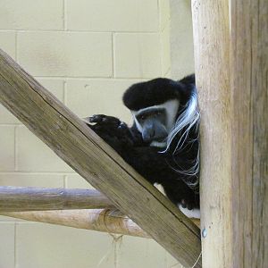 Primate Discovery Center - Guereza Colobus