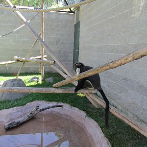 Primate Discovery Center - Outdoor Colobus/Guenon Exhibit