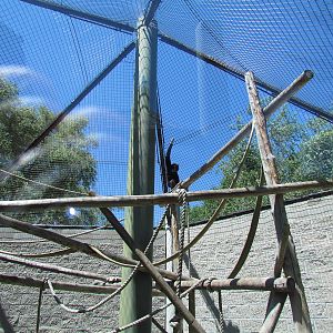 Primate Discovery Center - Outdoor Gibbon Exhibit
