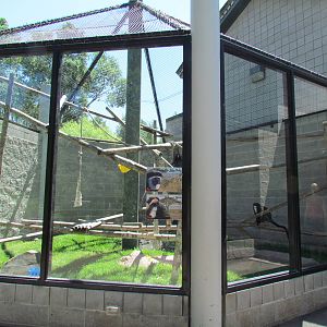 Primate Discovery Center - Outdoor Colobus/Guenon Exhibit