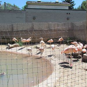 Patagonian Realm - Flamingo, Spoonbill and Whistling-duck Exhibit