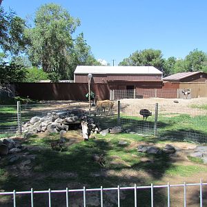Patagonian Realm - Patagonian Mara (foreground) and Guanaco/Greater Rhea (b