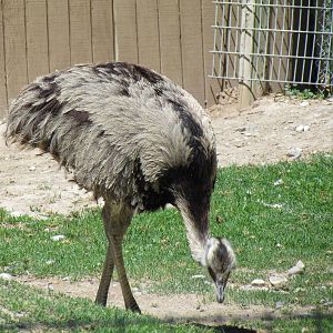 Patagonian Realm - Greater Rhea