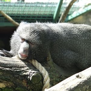 Cercopithecus nictitans nictitans