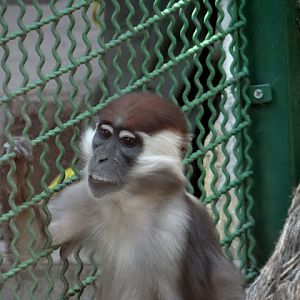 Cercocebus torquatus torquatus