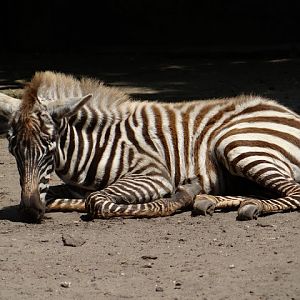 Equus quagga borensis