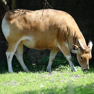 Bos javanicus javanicus