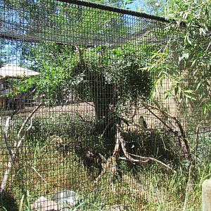 Land Down Under - Laughing Kookaburra