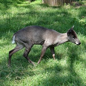 Elaphodus cephalophus