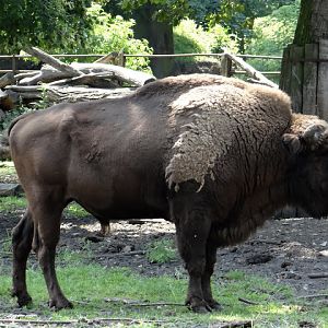 Bison bonasus bonasus